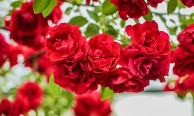 Este lunes se celebra el Día de la Rosa en Panguipulli