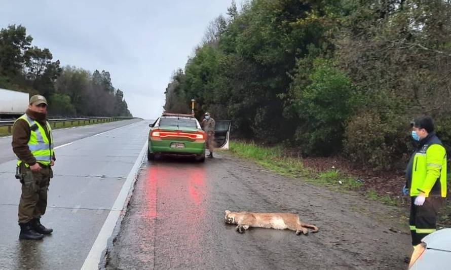 Encuentran puma muerto en la carretera: Habría sido atropellado
