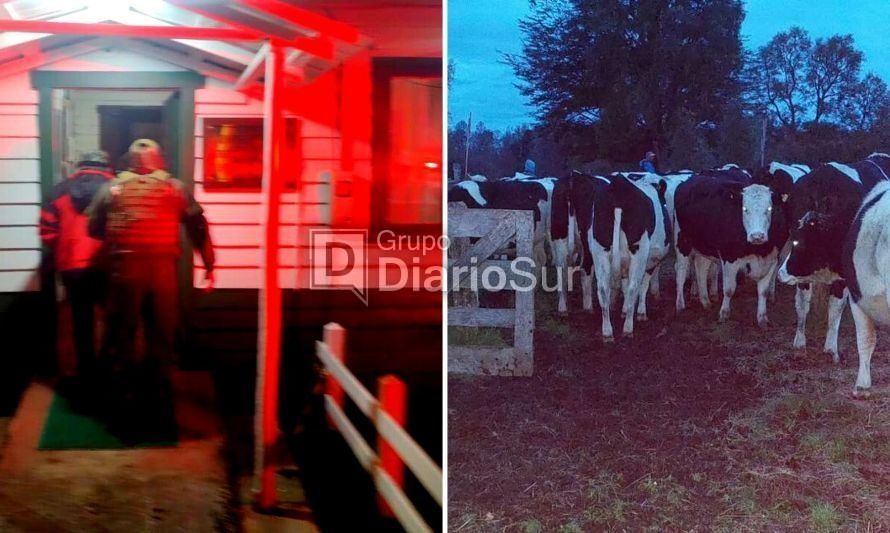 Operativo de Carabineros logra recuperar 23 vacas robadas en La Unión 