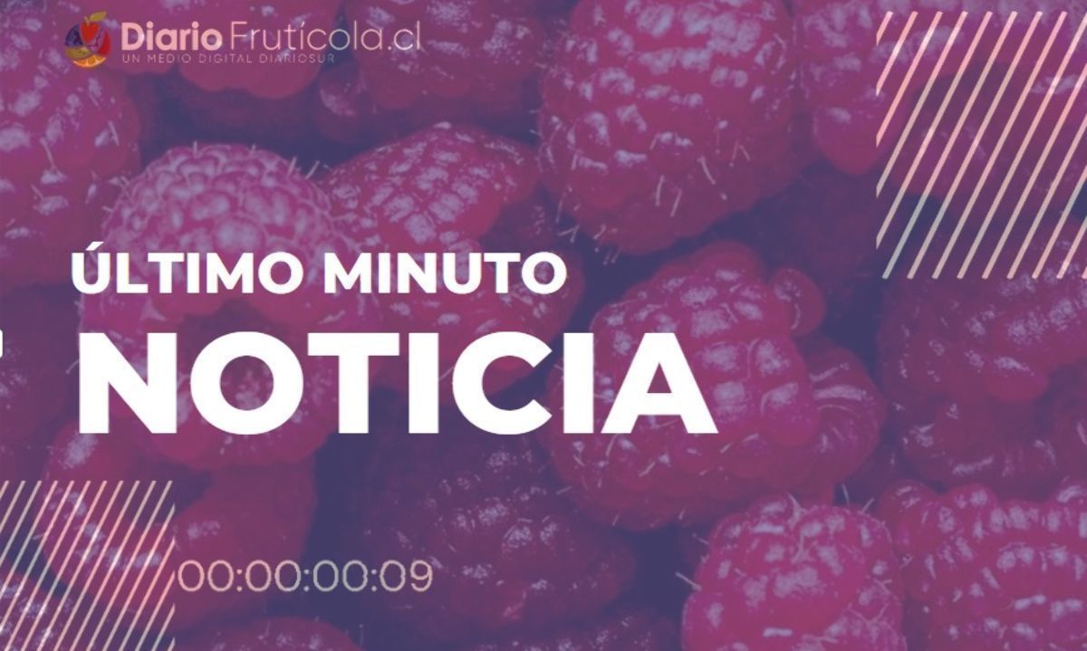 Ubicada en Lanco: la única empresa chilena de cranberries ahora producirá frambuesas